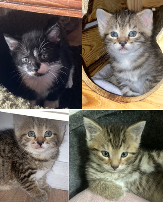 Katzen Sissi, Seppi, Lissy, Joey